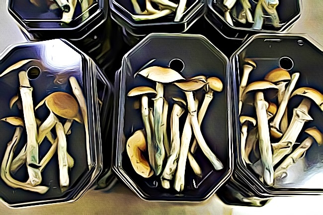 what are shrooms